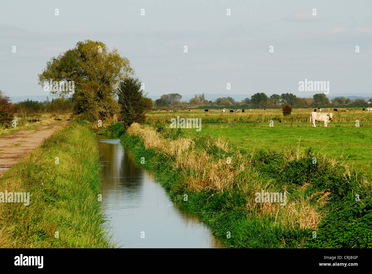 Curry-Moor-Somerset-Ebenen Feuchtgebiet Entwässerungsgraben Stockfoto