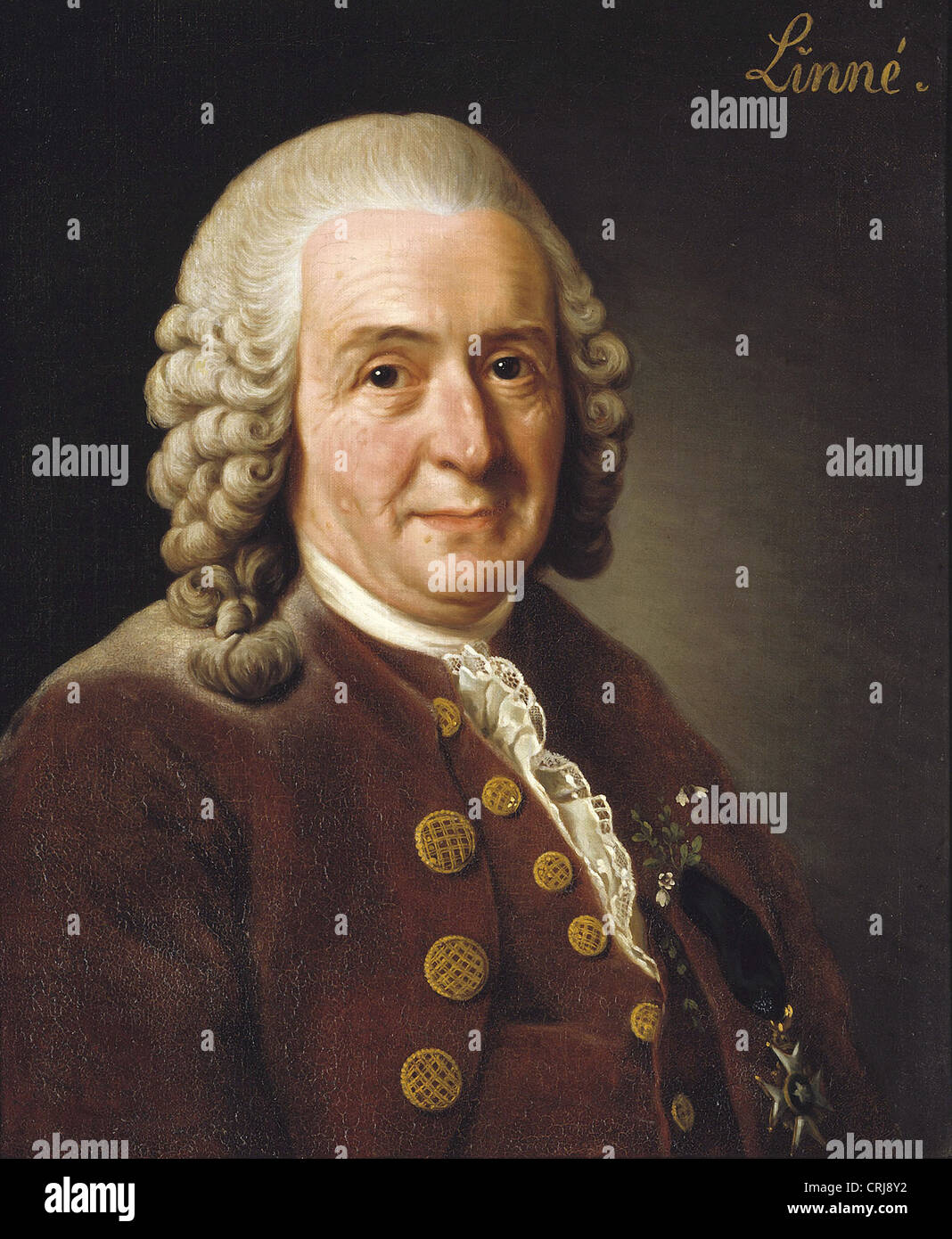 Alexander Roslin Portrait von Carl von Linné 1775 Stockfotografie Alamy