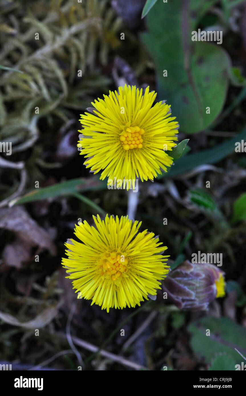 Huflattich Tussilago Farfara mehrjährige gelbe Feder wilde Blume Stockfoto