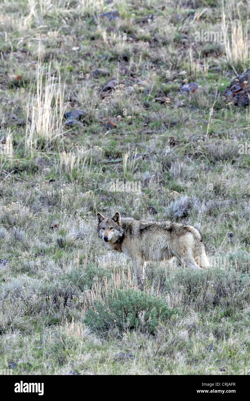 Grauer Wolf (Canis Lupus) #776F vom Lamar Canyon packen Sie in das Lamar Valley des Yellowstone National Park. Stockfoto