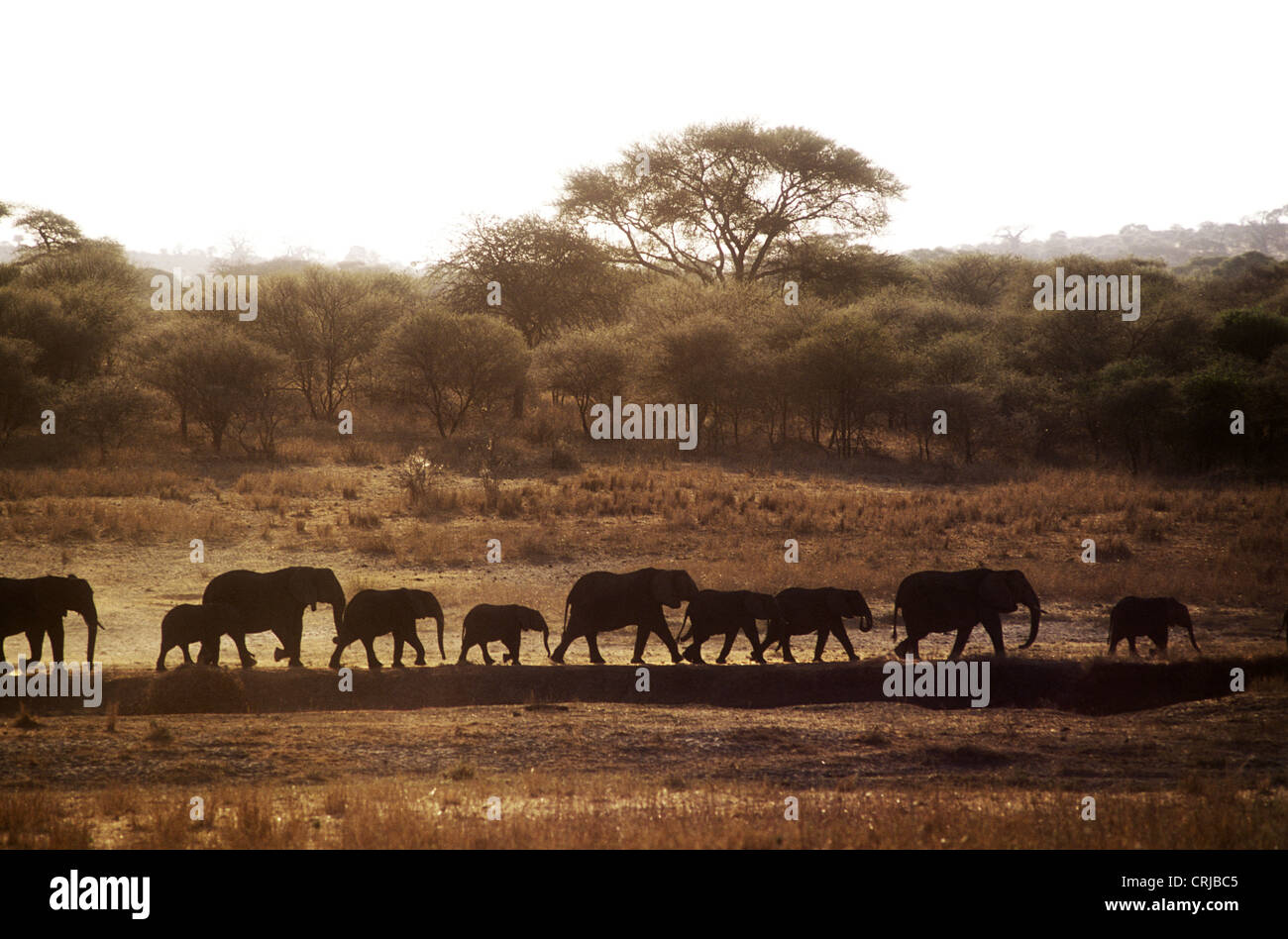 Elefanten in der Linie Silhouette Wandern in Richtung Wasser wirbeln Staub, wie sie in Richtung Wasser im Tarangire Nationalpark Tansania Fuß Stockfoto
