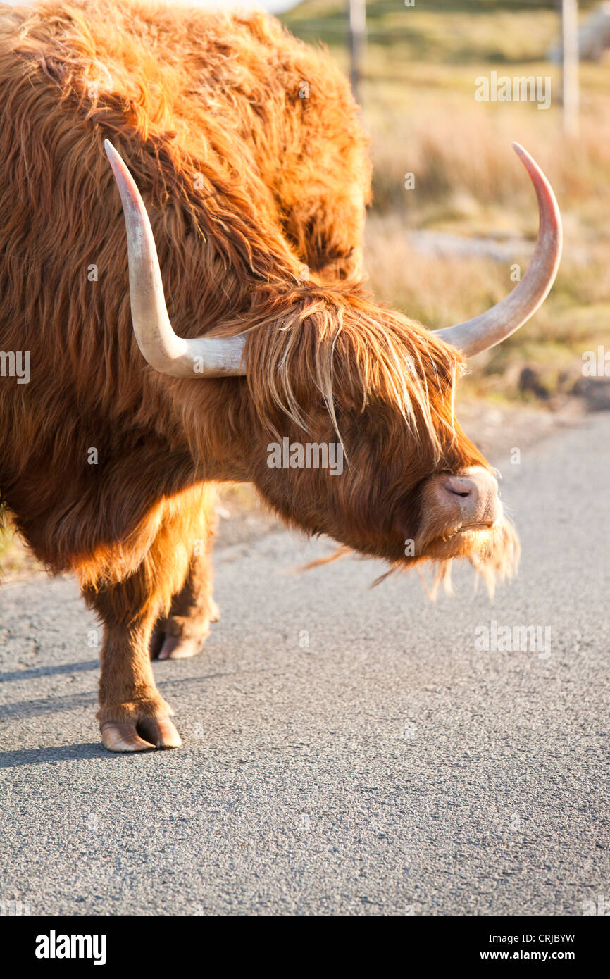 Highland Cattle Strathaird Peninsular, Isle Of Skye, Schottland, Großbritannien. Stockfoto