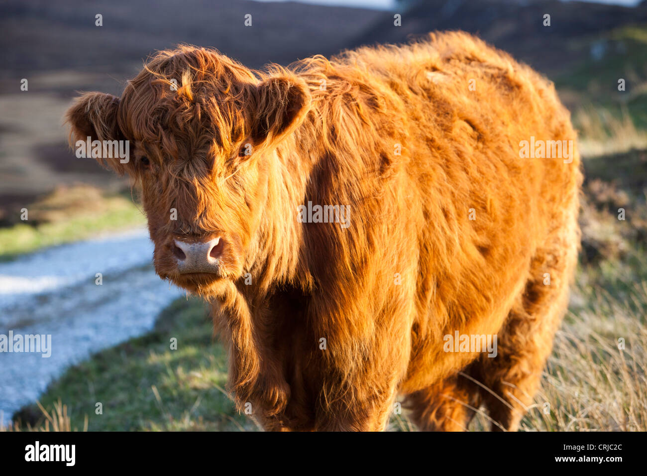Highland Cattle Strathaird Peninsular, Isle Of Skye, Schottland, Großbritannien. Stockfoto