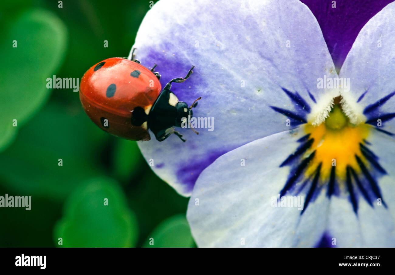 Marienkäfer auf eine gelbe, weiße Blume Stockfoto