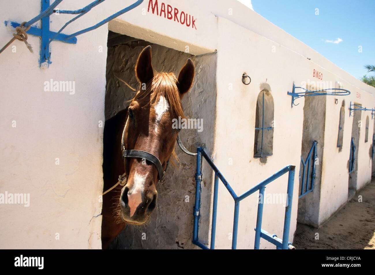 Arabisches Pferd mit Blick vom stabilen Djerba, Tunesien Stockfoto