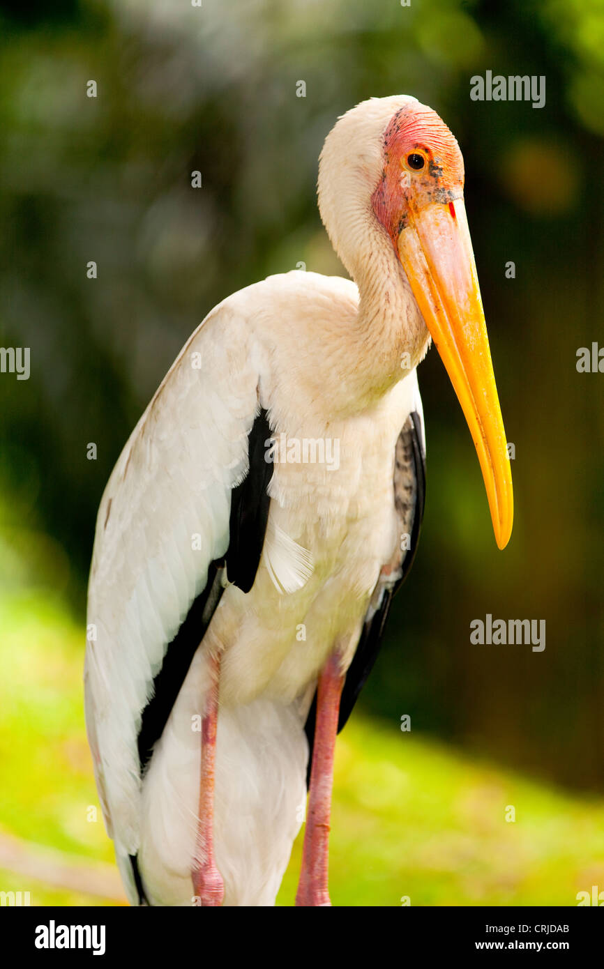 Gelb-billed Stork (Mycteria Ibis) Stockfoto