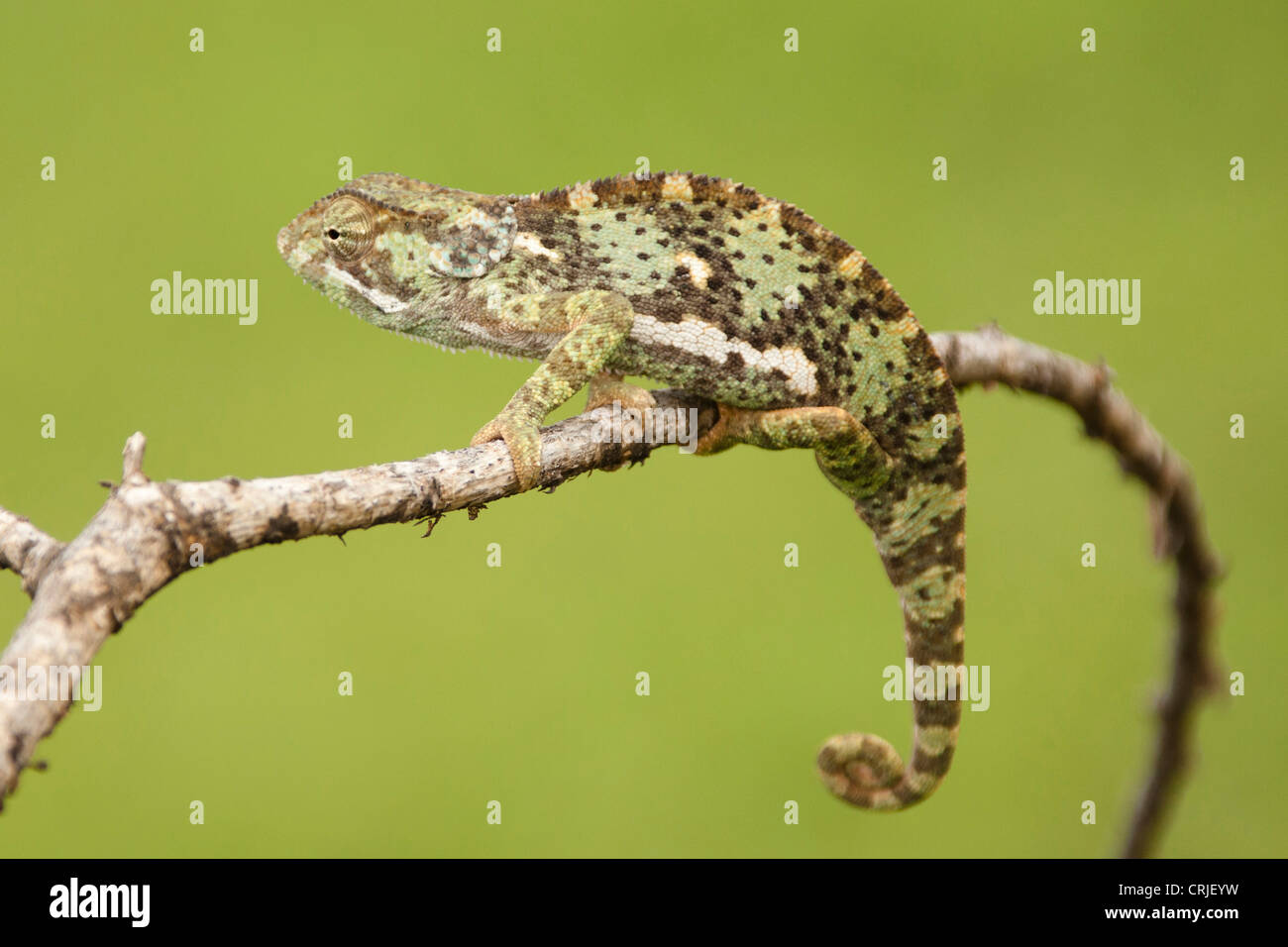 Afrika, Tansania, Ndutu, Serengeti NP, Klappe-necked Chamäleon, Chamaeleo Dilepis, thront auf einem Bein Stockfoto