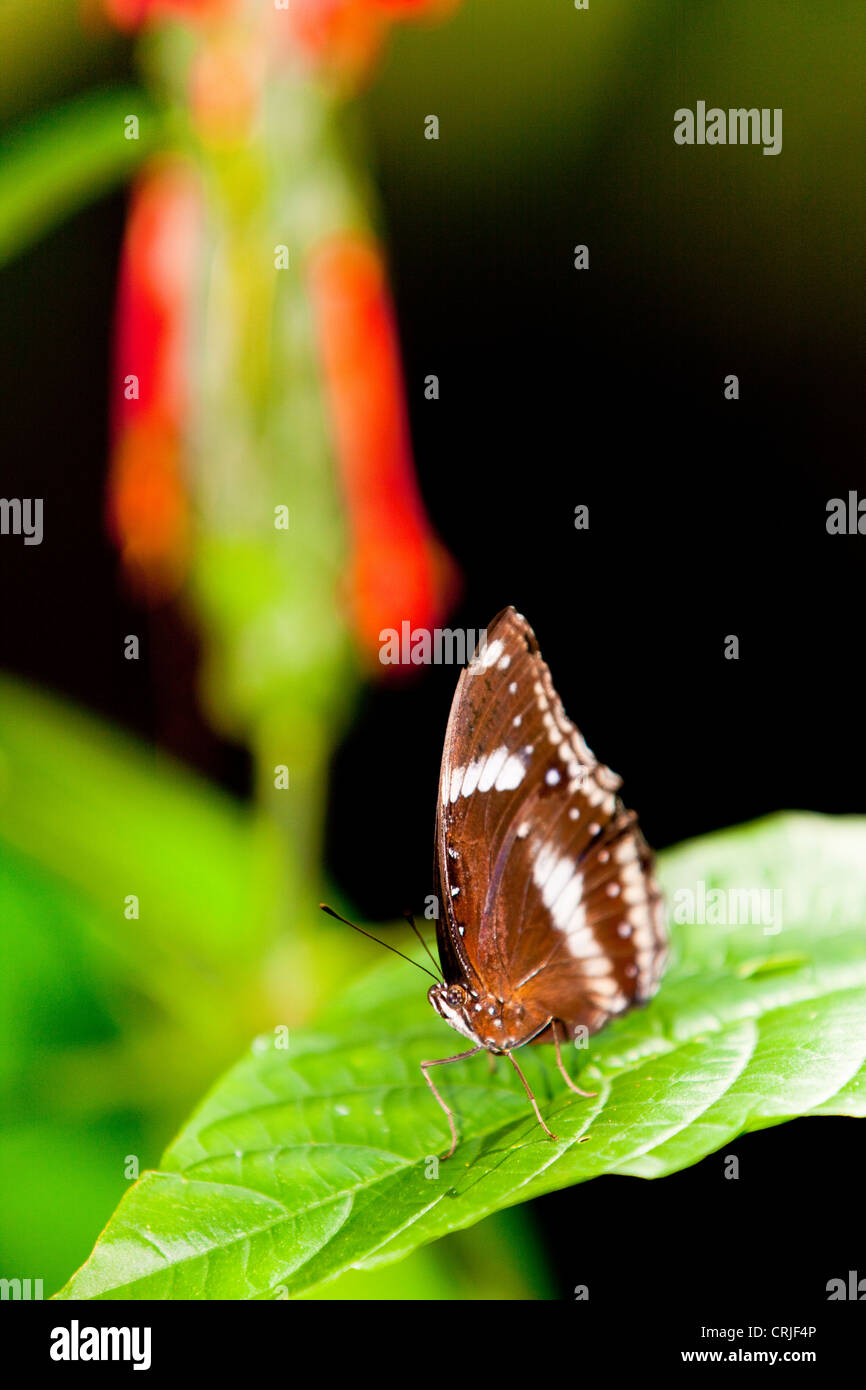 Schmetterlinge (Lepidoptera) Fütterung auf ein blühender Strauch Stockfoto