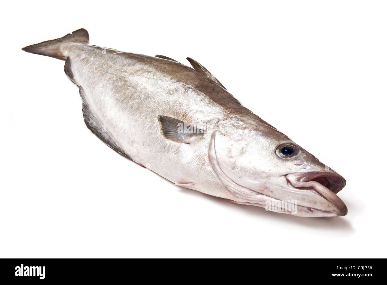 Pollock (Pollachius Pollachius) Fisch isoliert auf einem weißen Studio-Hintergrund. Stockfoto