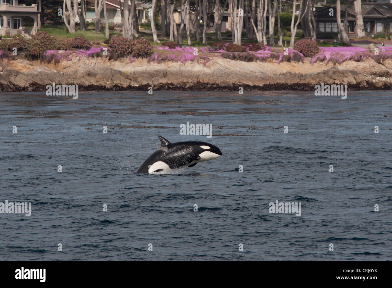 Transiente Schwertwal/Orca (Orcinus Orca). Juvenile Porpoising. Monterey, Kalifornien, Pacific Ocean. Stockfoto