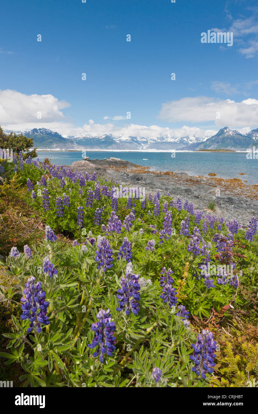 Prince William Sound, Alaska, Lupine wachsen entlang der Ufer von Heather-Insel in Kolumbien Bucht Stockfoto