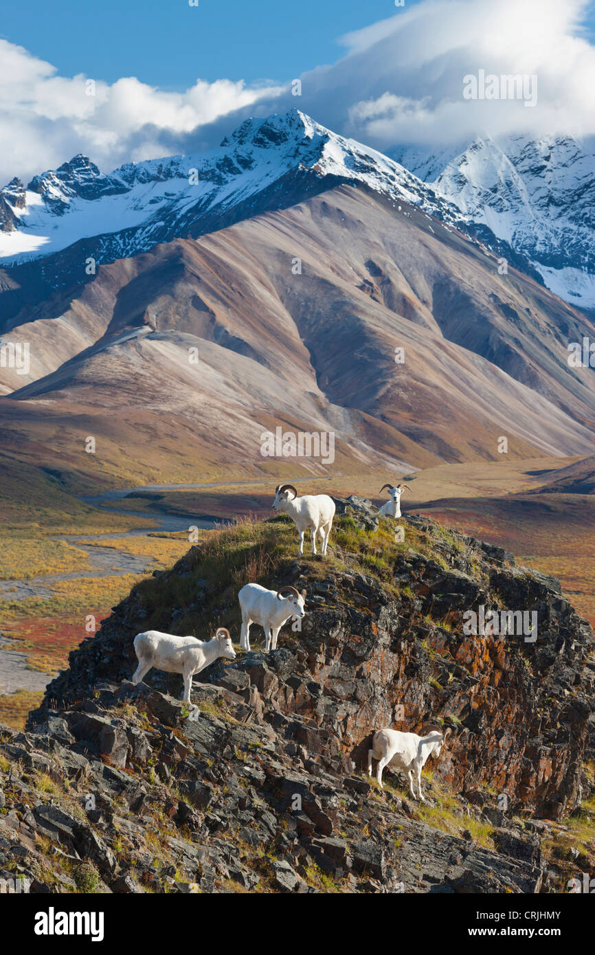 Polychrome Pass, Denali NP, Alaska, fünf Dall-Schafe rammt Barsch auf einer Klippe hoch über brillant farbige Tundra im Herbstlaub Stockfoto