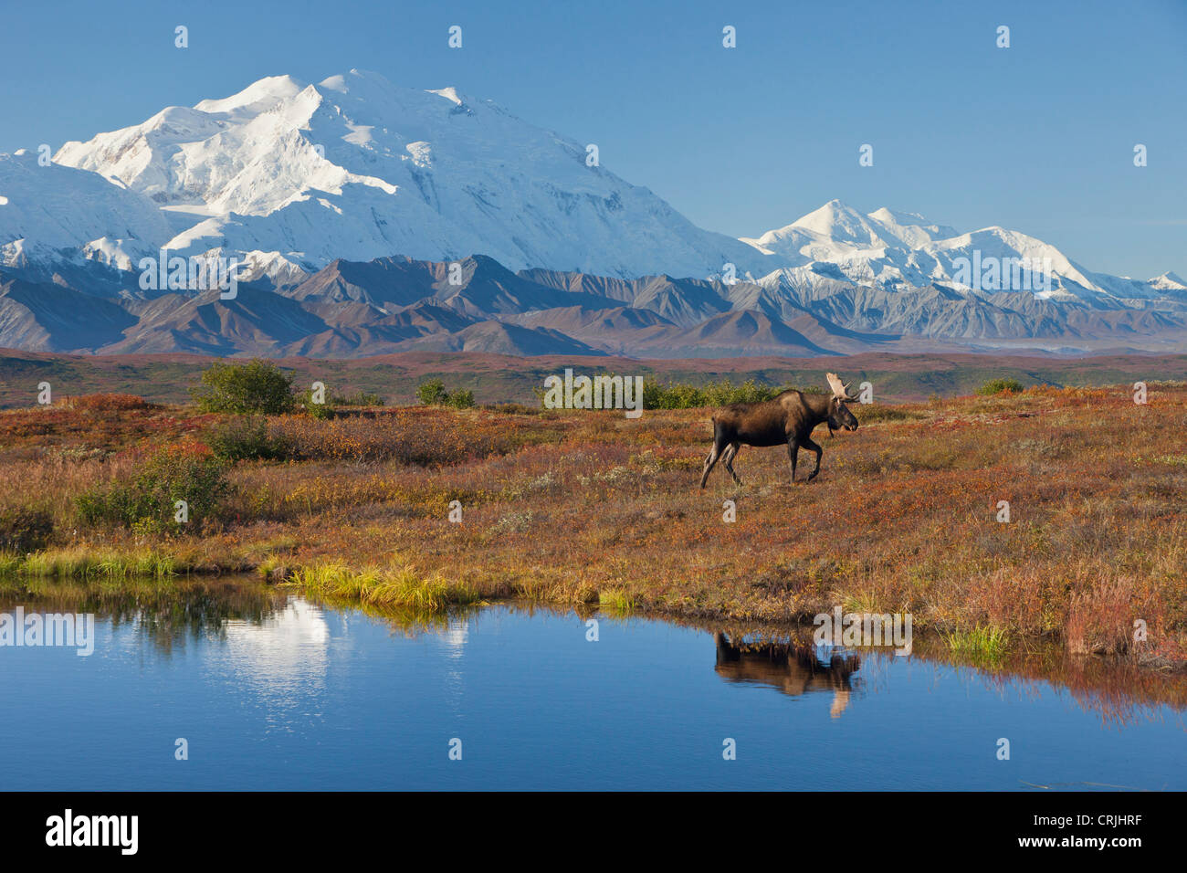 Denali Nationalpark, Alaska, Mt. McKinley Türme hinter einen Elchbullen spiegelt sich in einem Tundra-Teich, umgeben von Herbstlaub Stockfoto