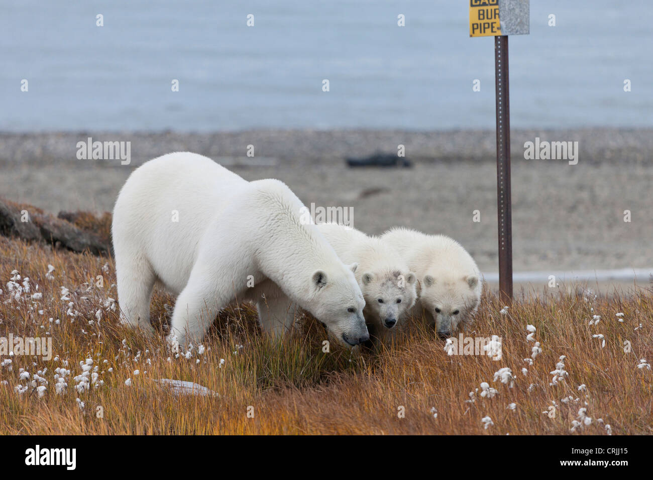 Barter Island, Arctic National Wildlife Refuge (ANWR), Beaufortsee Alaska, ein Eisbär Mutter und ihre jungen Jungen kommen an Land Stockfoto