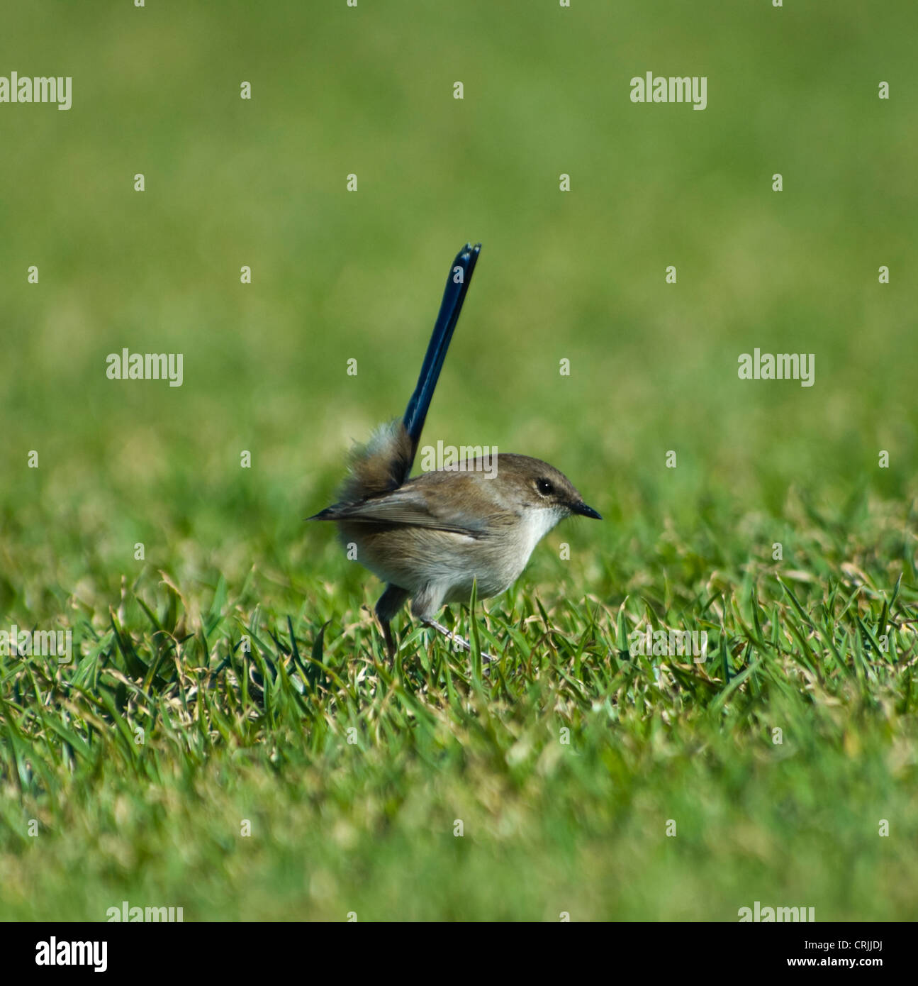 Hervorragende Fairy-Wren, Non-Zucht männlich (Malurus Cyaneus) Stockfoto