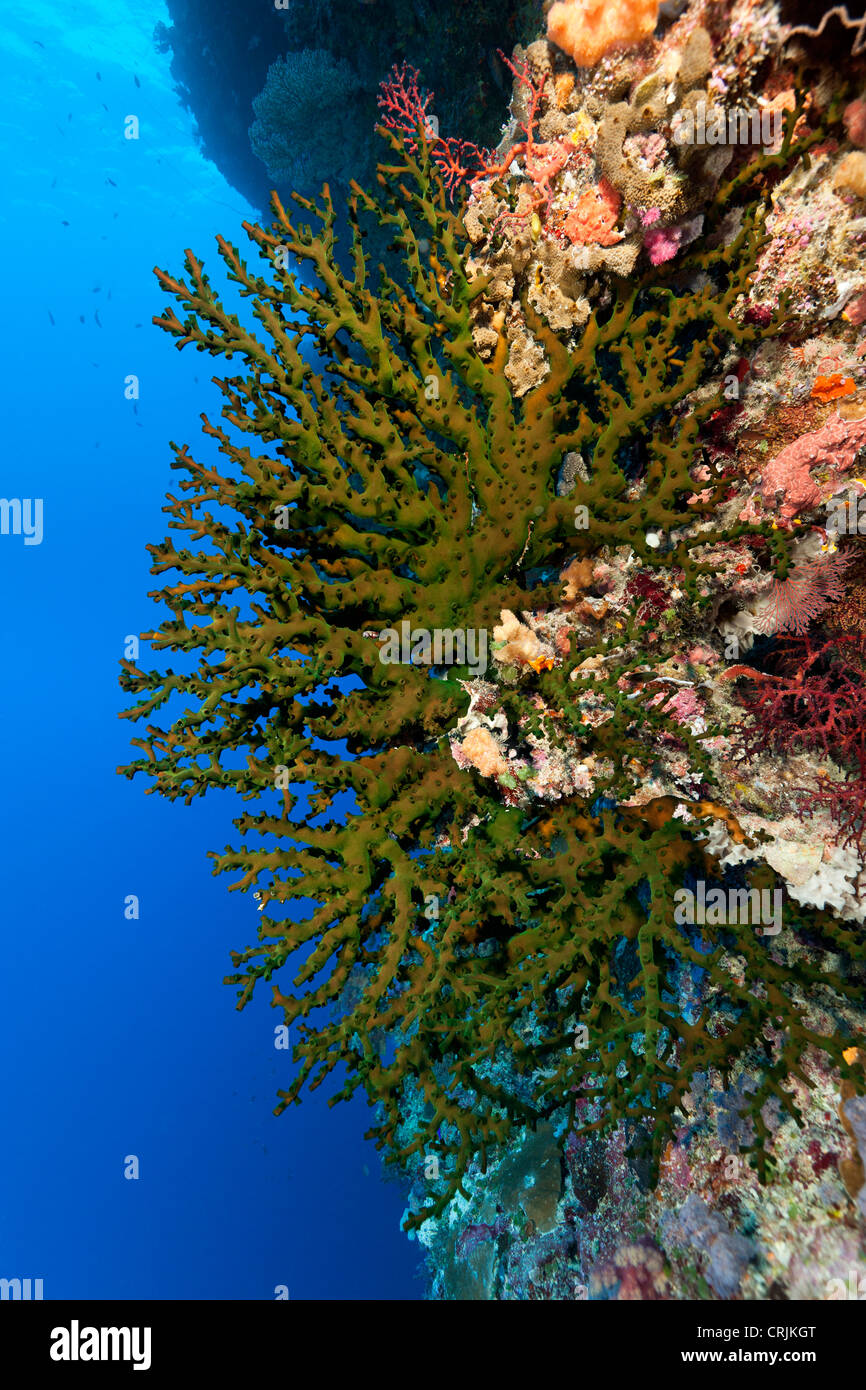 Korallen und Schwämme an einer Wand vor den Inseln von Palau in Mikronesien. Stockfoto
