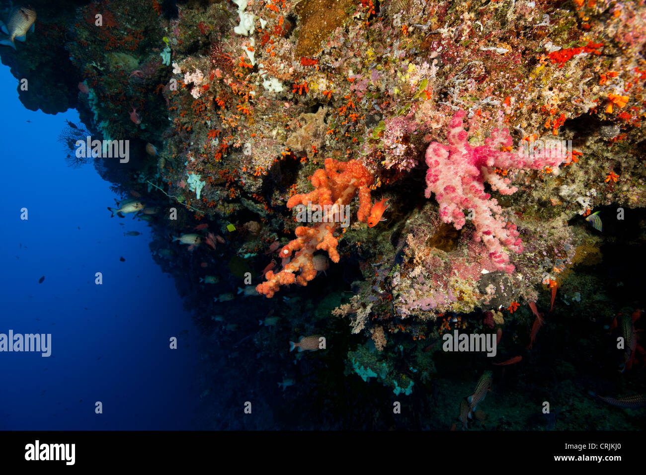 Korallen, Schwämme und mehrere Arten von tropischen Fischen an der Wand vor den Inseln von Palau in Mikronesien. Stockfoto