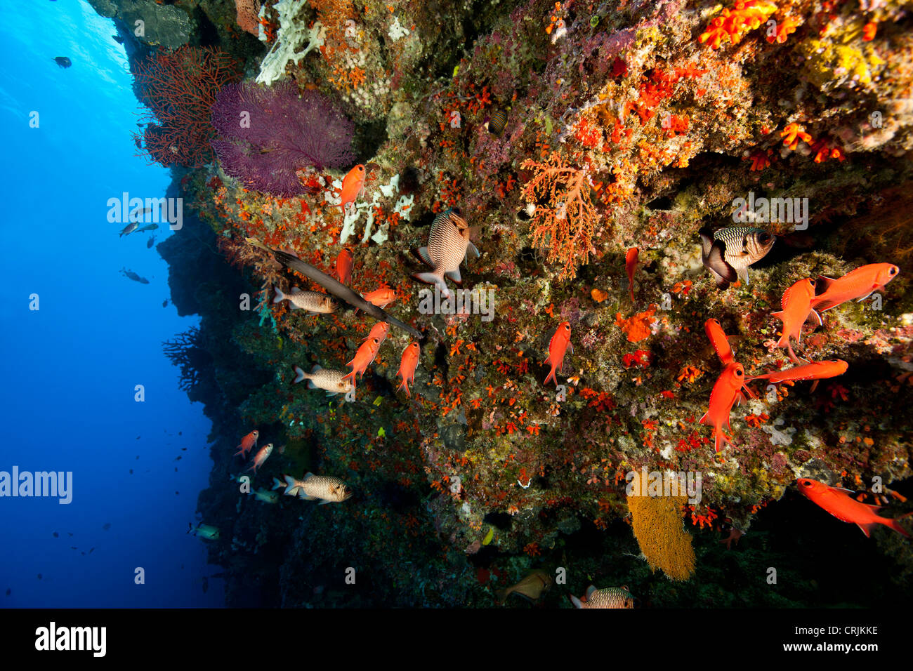 Korallen, Schwämme und mehrere Arten von tropischen Fischen an der Wand vor den Inseln von Palau in Mikronesien. Stockfoto
