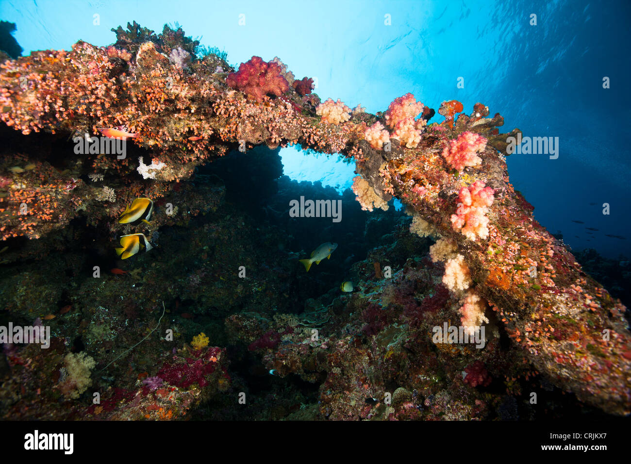 Korallen Bogen und tropische Fische in der Nähe der blauen Löcher Tauchplatz Rabatt auf die Inseln von Palau in Mikronesien. Stockfoto