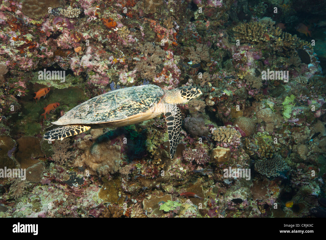 Indo-Pazifische Karettschildkröte (Eretmochelys Imbricata Bissa) an einem tropischen Korallenriff vor den Inseln von Palau in Mikronesien. Stockfoto