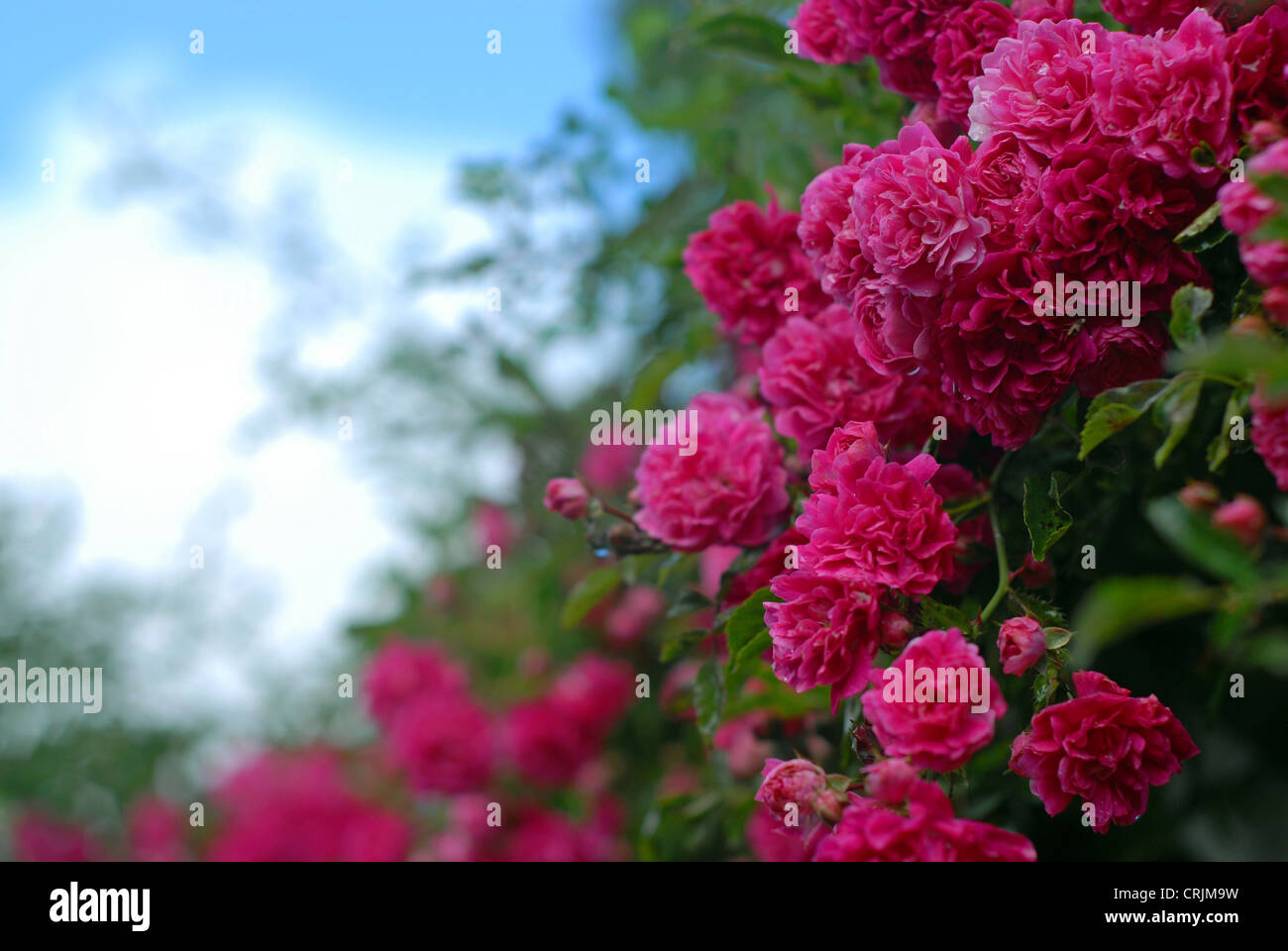 Rosa und rote Sommer Rosen vor blauem Himmel. Stockfoto