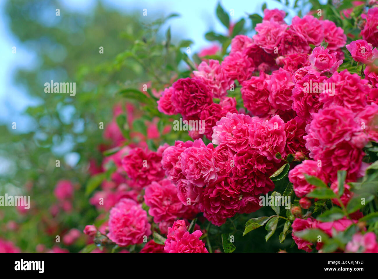 Rosa und rote Sommer Rosen am Rebstock. Stockfoto