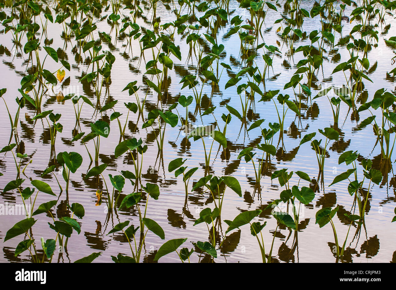 Taro Feld, Hanalei, Kauai, Hawaii Stockfoto