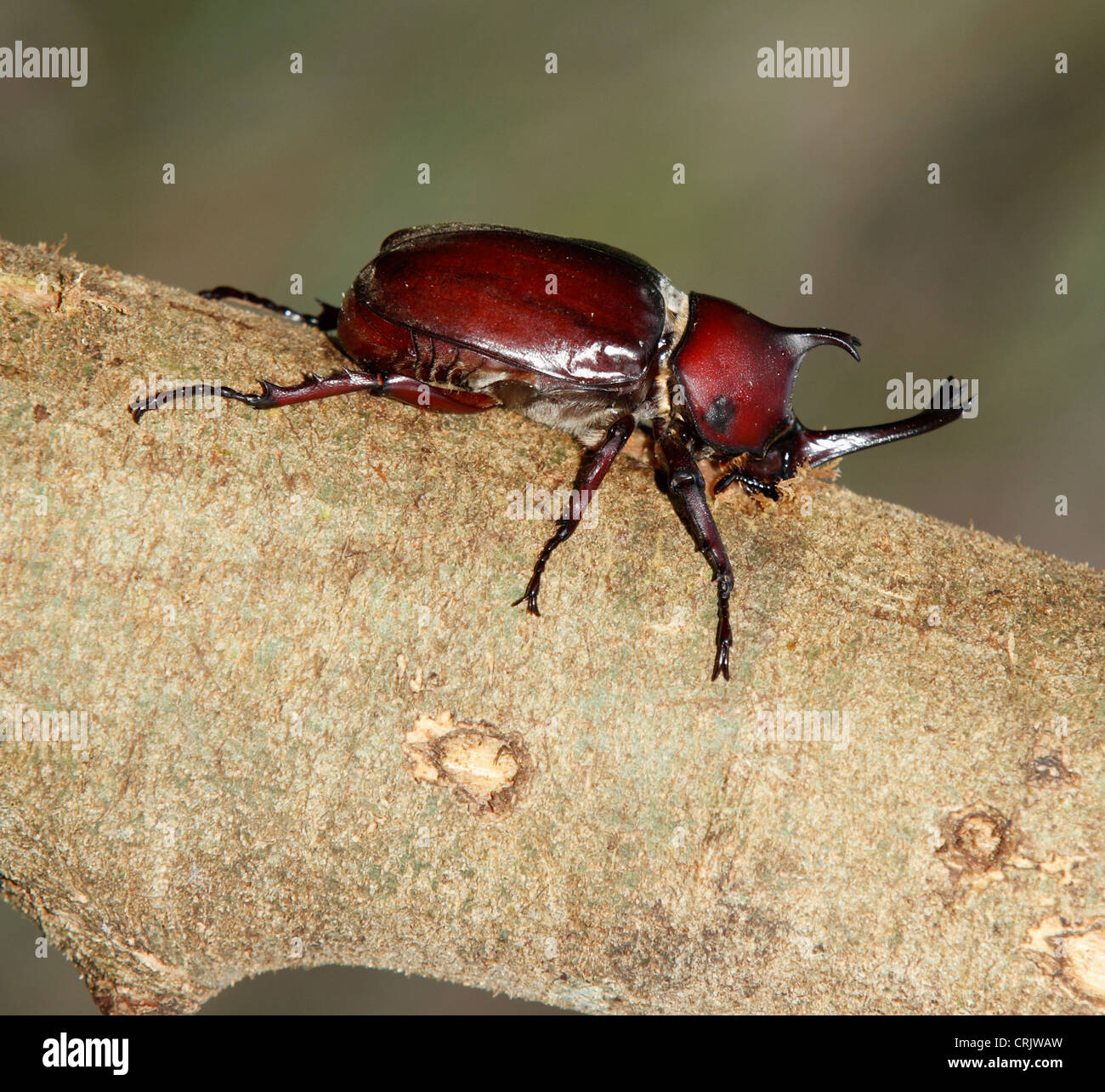 Nahaufnahme der Nashornkäfer saugt Saft Formosische Asche. Stockfoto