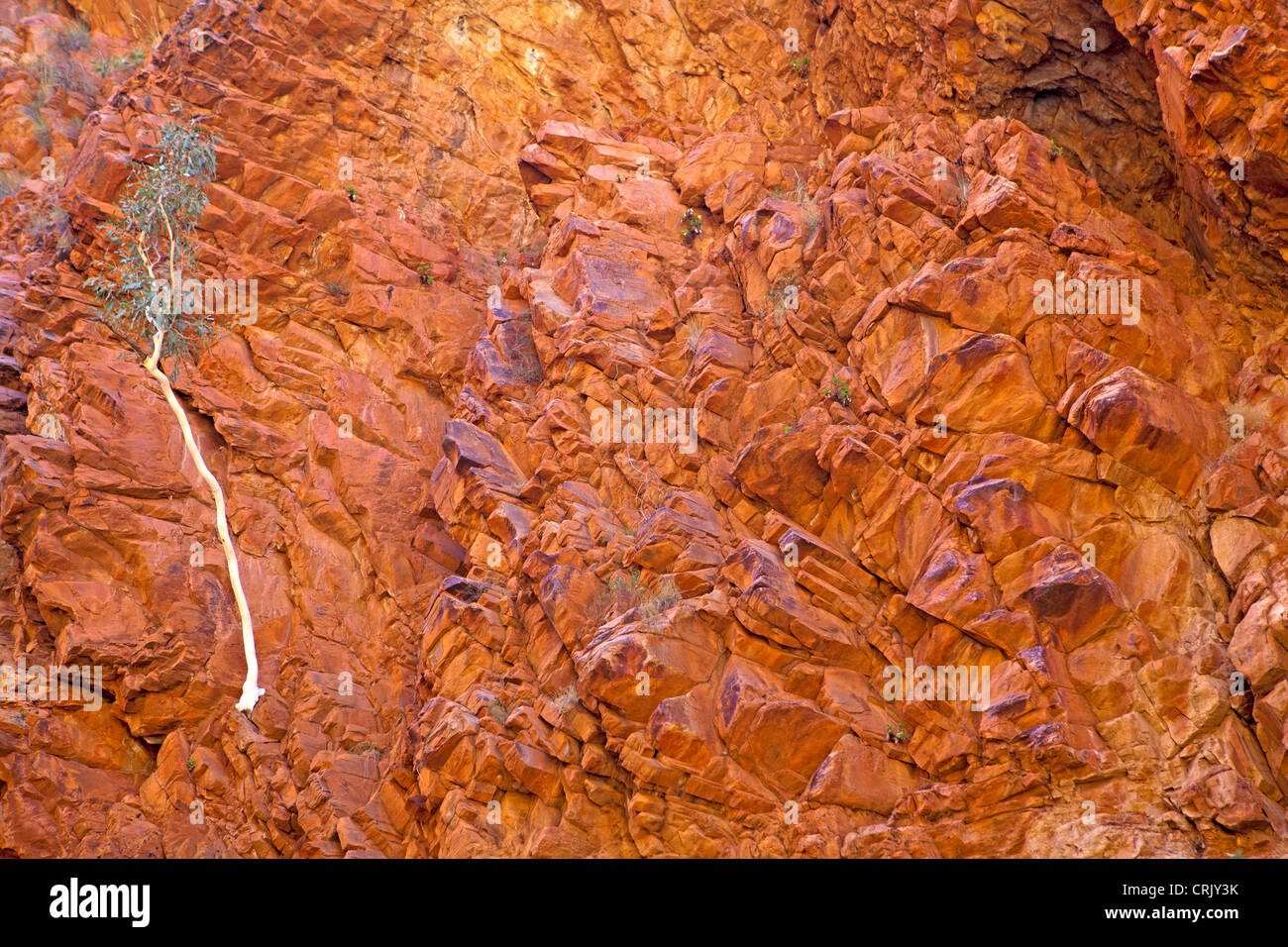 Ghost Gum wächst aus einer Felswand in Redbank Gorge in den West MacDonnell Ranges Stockfoto