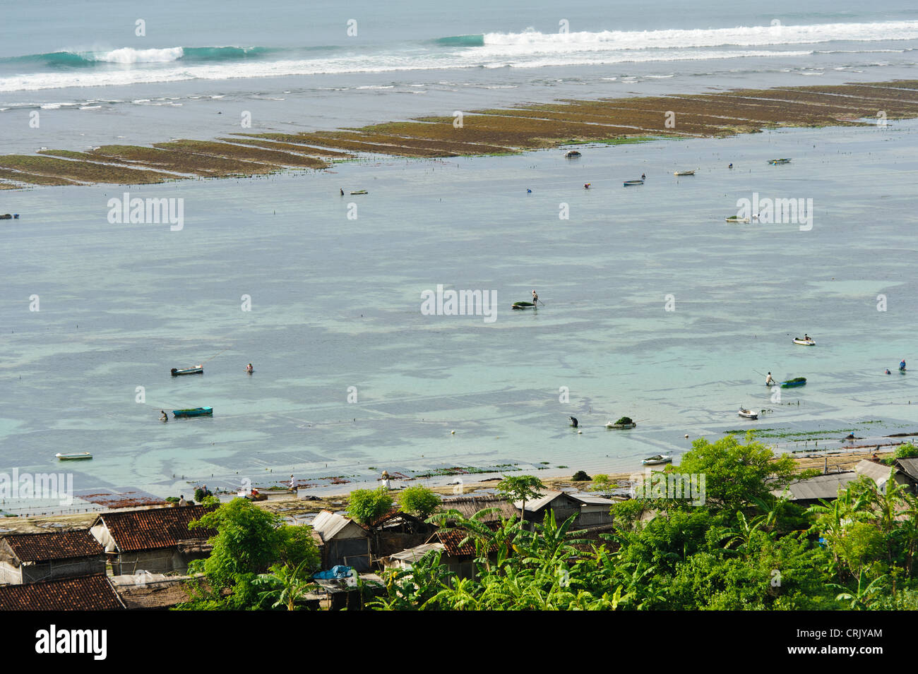 Seetang Farmen im flachen Wasser zwischen Riff und Strand, Kutuh, Bali, Indonesien. Stockfoto