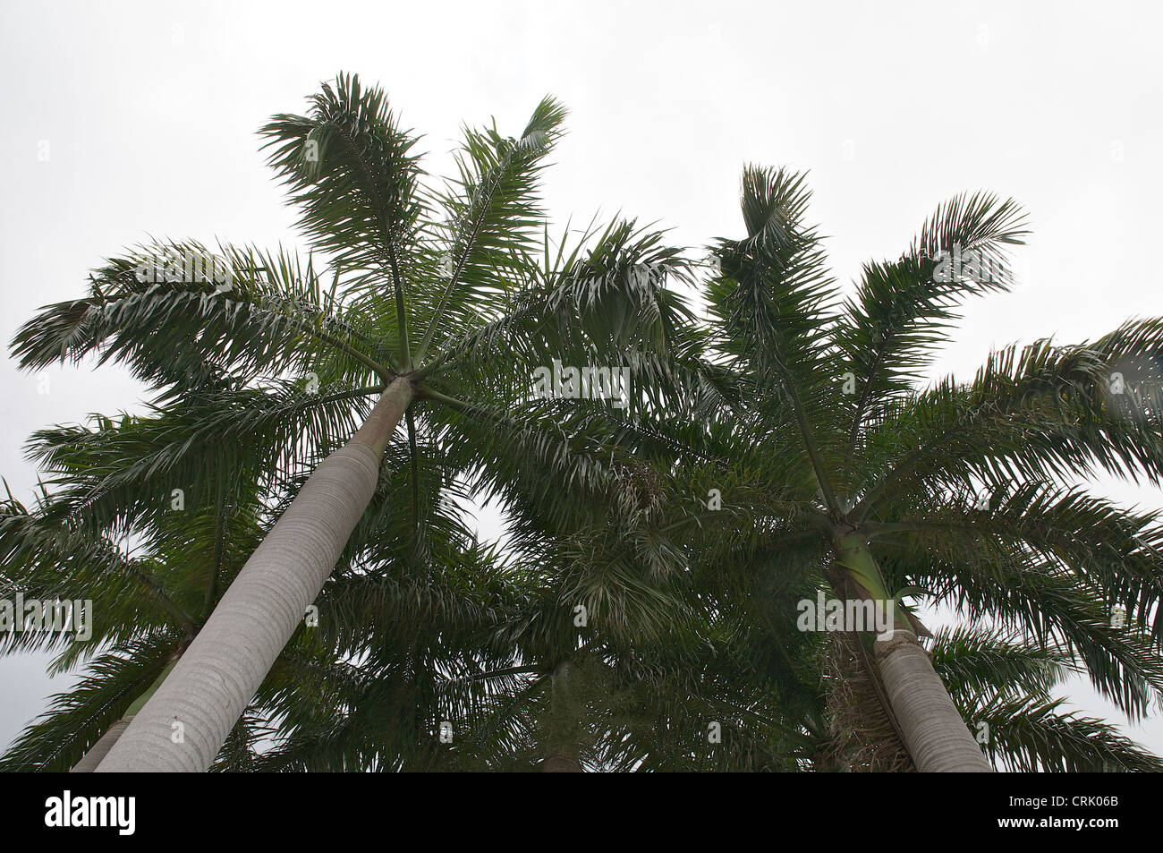 Palme in West Palm Beach. Stockfoto