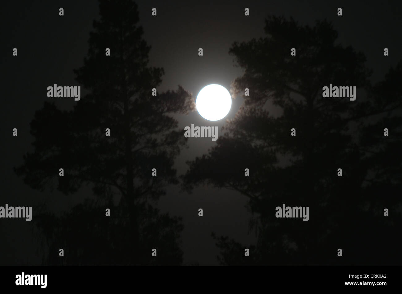 Besonders große Vollmond in der Stadt von Kirkkonummi zwischen den Bäumen. Stockfoto