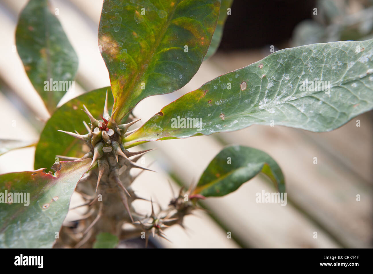 Euphorbia Milii Hybrid - Nahaufnahme Detail der Stacheln Stockfoto