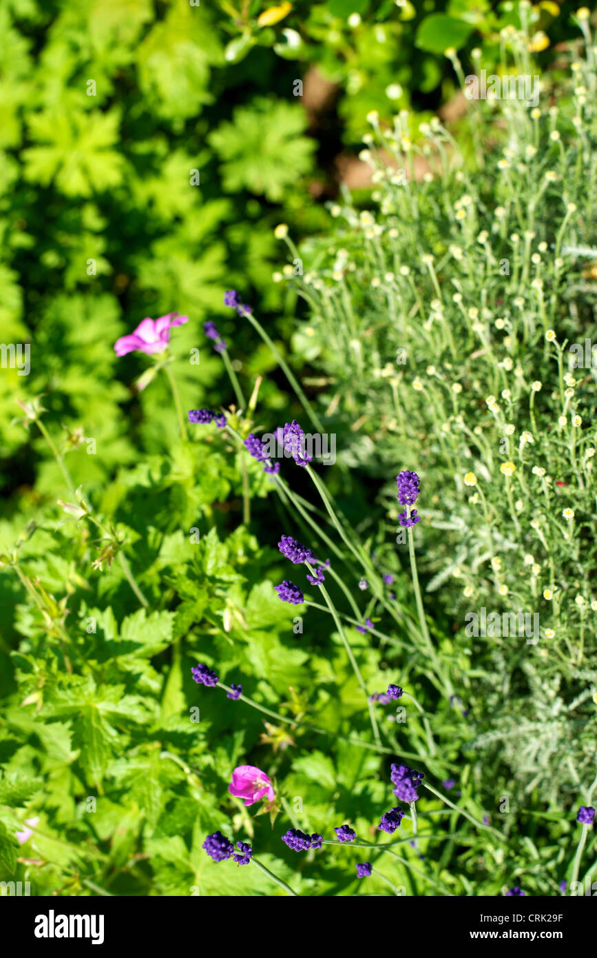 Nahaufnahme Von Lavendel Lavandula Angustifolia Hidcote
