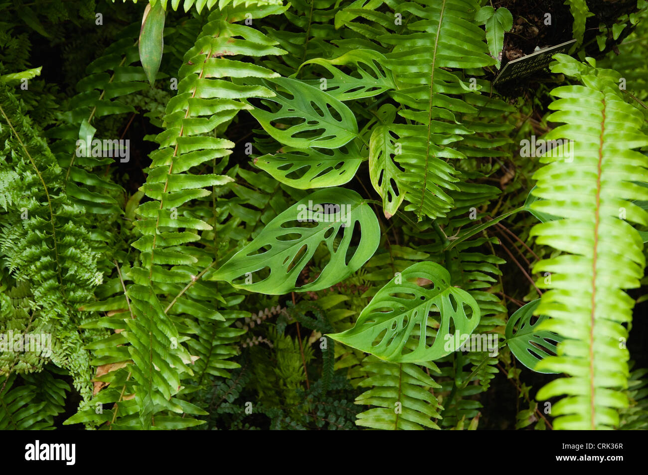 Farne und Blätter wachsen in einem tropischen Gewächshaus.  UK Stockfoto