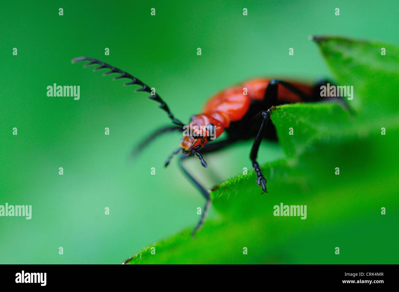 Ein Kardinal Käfer auf einem Blatt UK Stockfoto