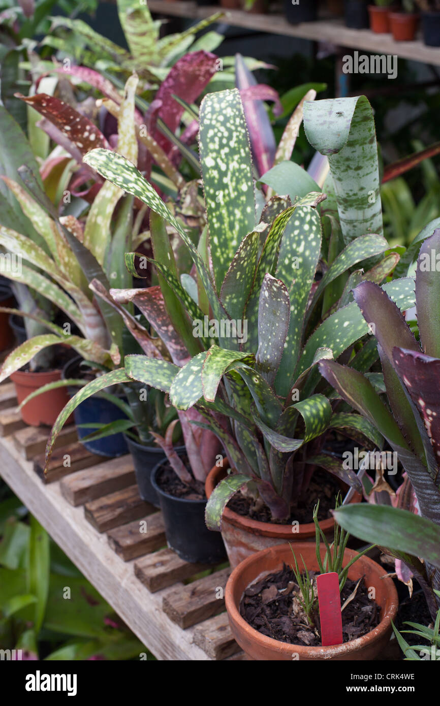 Eine große und vielfältige Sammlung von Bromelien in einem tropischen Gewächshaus im Vereinigten Königreich Stockfoto