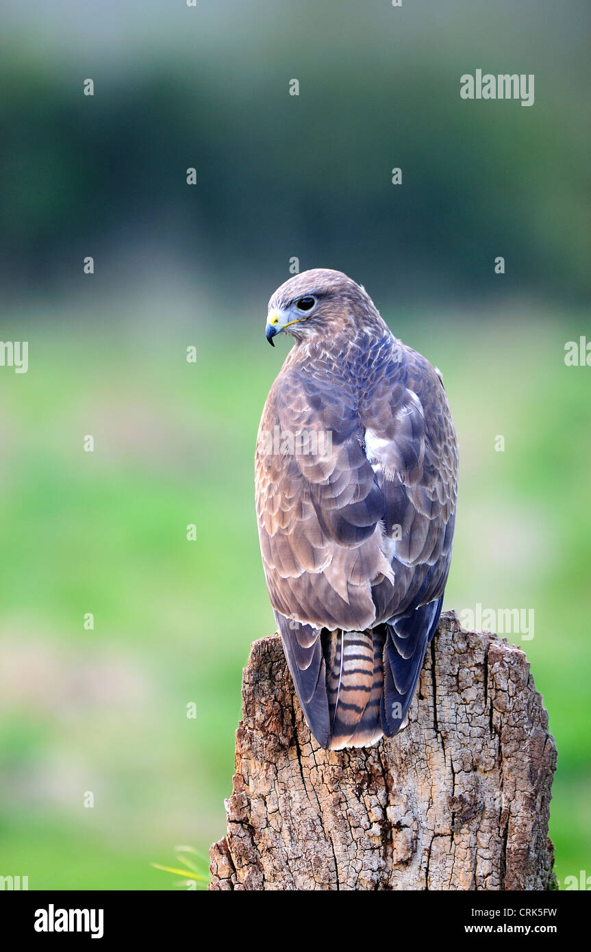 Ein Mäusebussard sitzen auf einem Baumstamm UK Stockfoto