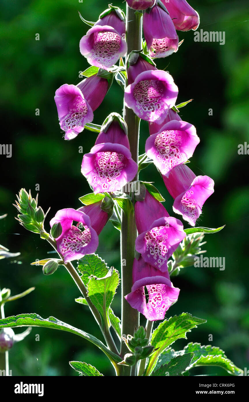 Ein Fingerhut oder Digitalis Purpurea UK Stockfoto