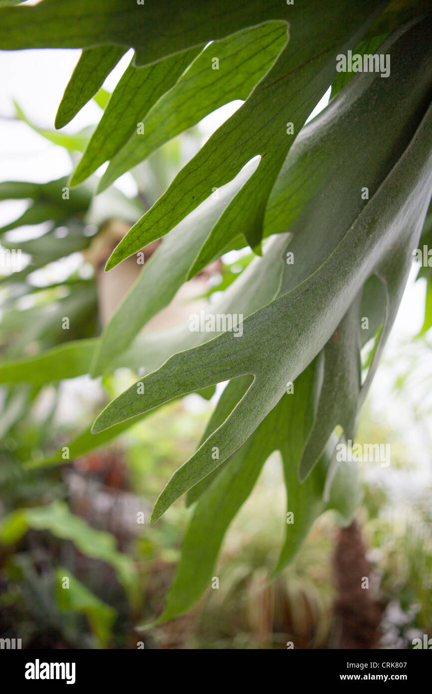 fargesia rufa höhe Gartenbambus - Fargesia rufa main image 1