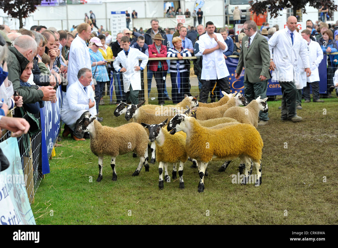 Beurteilung der schottischen Maultier-Klassen bei der Royal Highland Show mit einer Menge von Schaulustigen. Stockfoto
