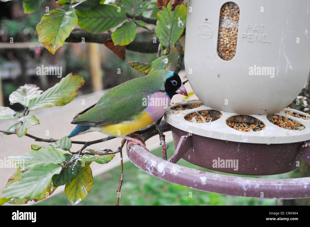 Prachtfinkenart Finch, Erythrura Gouldiae (oder Chloebia Gouldiae) im Twycross Zoo. Stockfoto