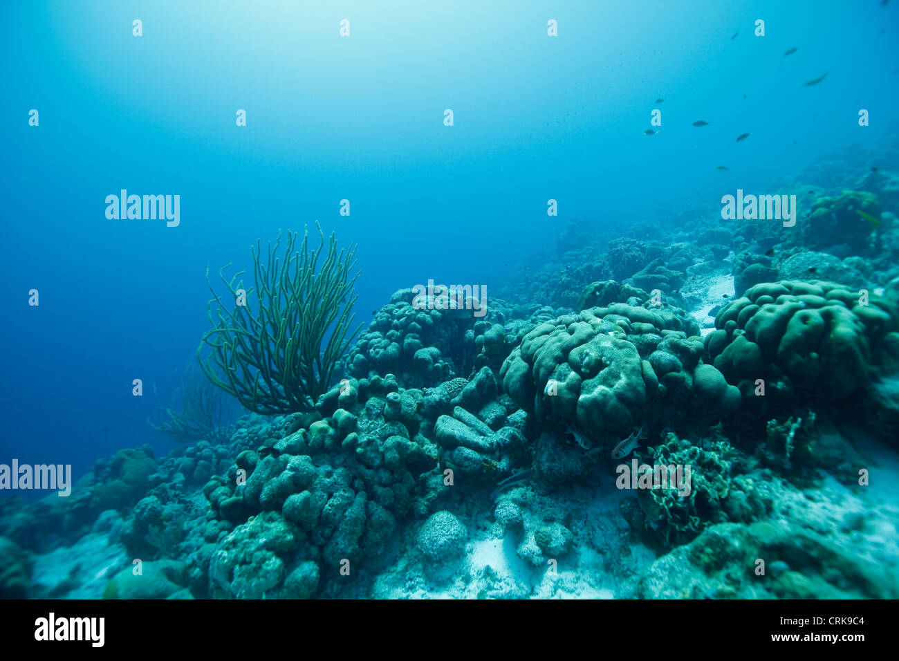 Unterwasserlandschaft bei Bonaire mit Meeresrute und Korallen. Foto V.D. Stockfoto