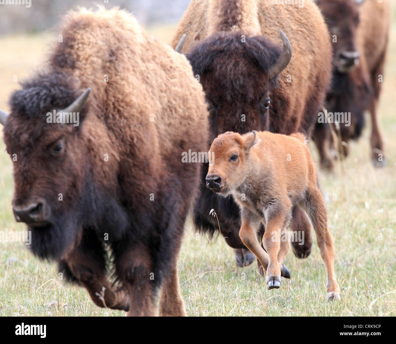 Amerikanische Bisons (Bison Bison) Kühe und neugeborenes Kalb in das Lamar Valley Yellowstone-Nationalpark, Wyoming, USA Stockfoto