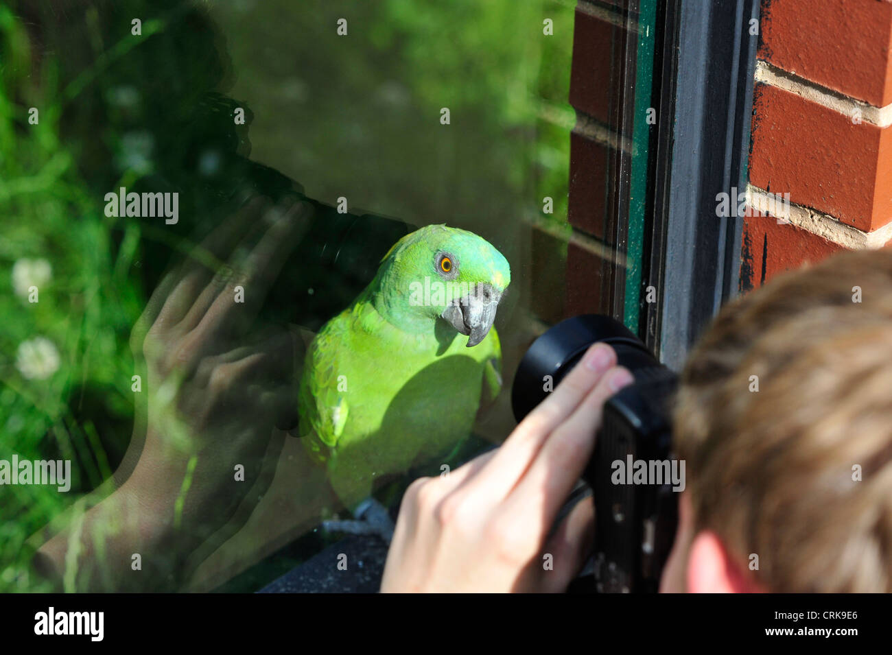 Ein Papagei mit seiner Aufnahme bei Twycross Zoo, UK Stockfoto