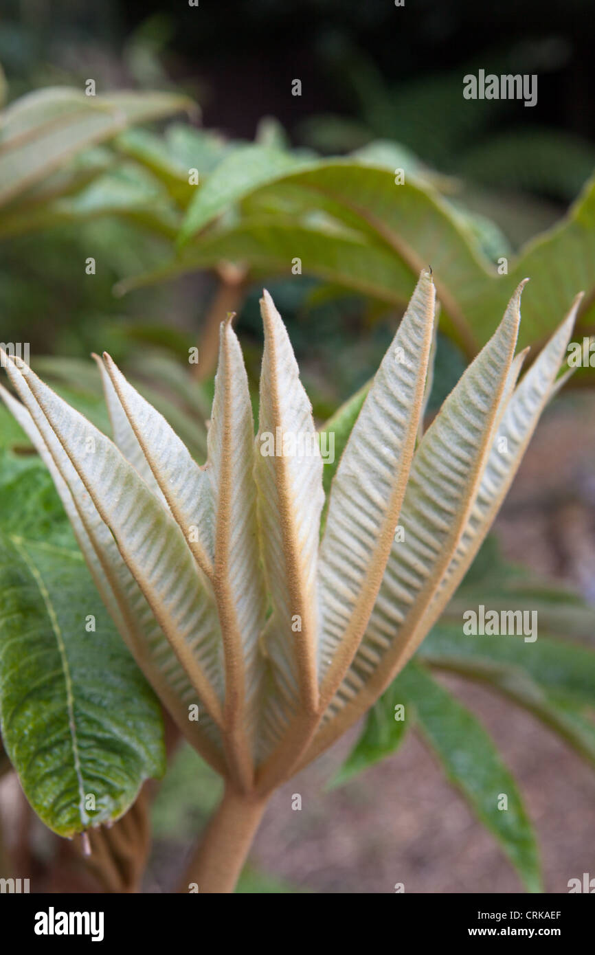 Tetrapanax Papyrifer "Rex". Reis-Papier-Pflanze. Stockfoto