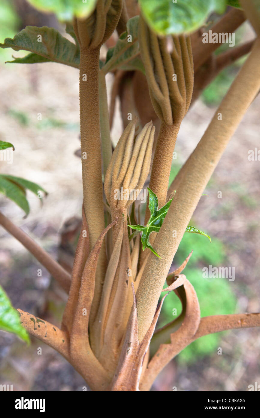 Tetrapanax Papyrifer "Rex". Reis-Papier-Pflanze. Stockfoto