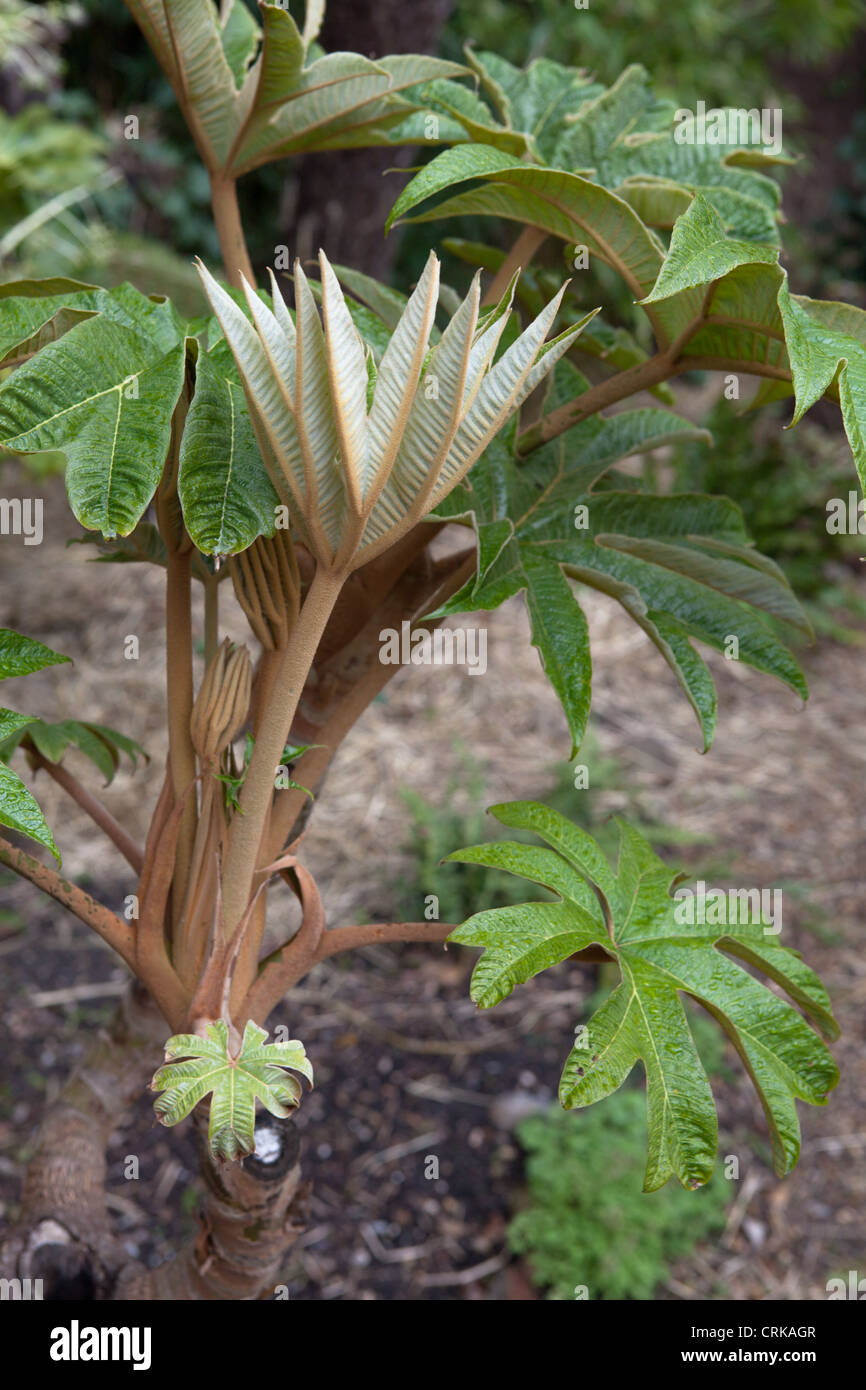 Tetrapanax Papyrifer "Rex". Reis-Papier-Pflanze. Stockfoto