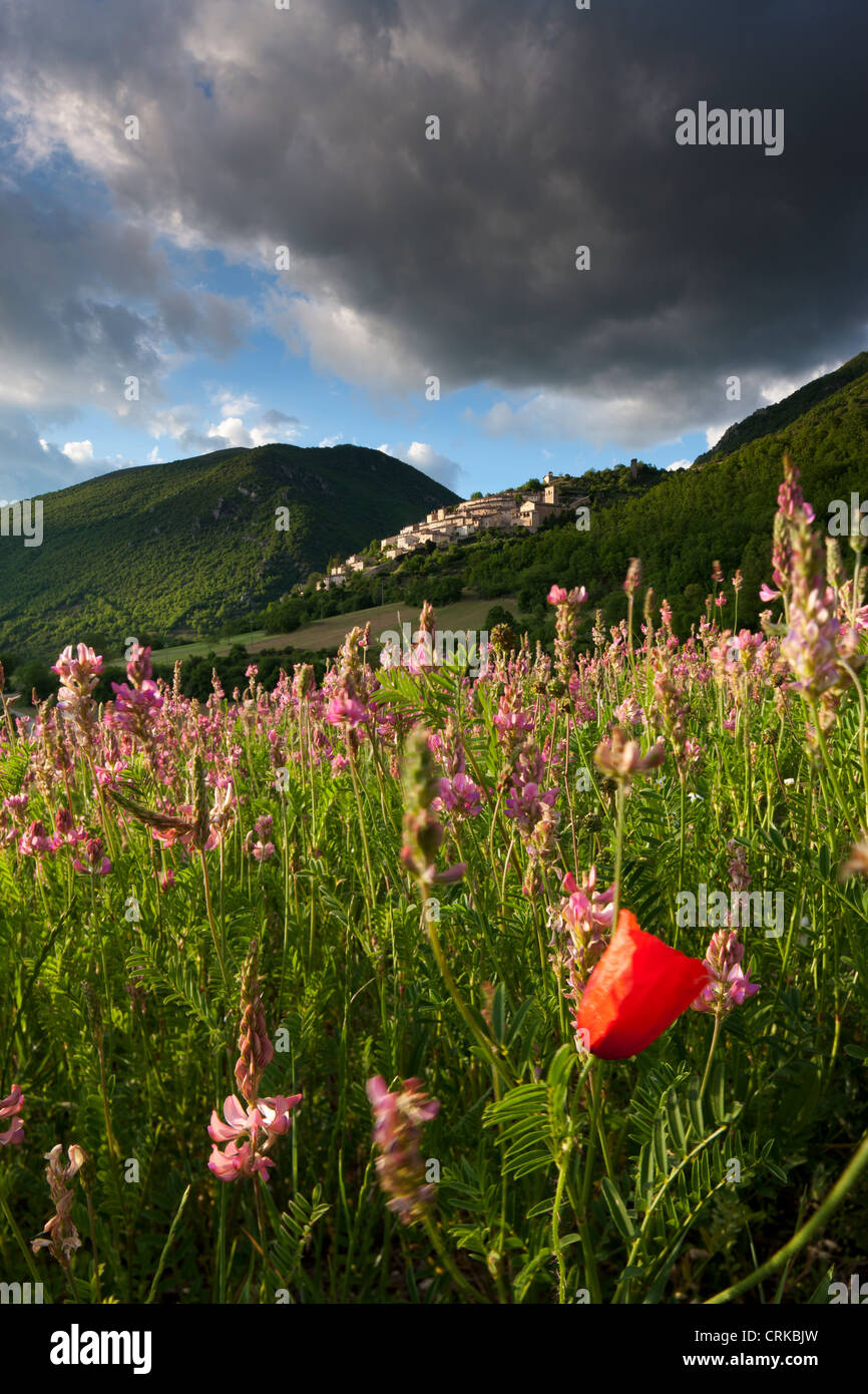 eine einsame Mohnblume in einem Feld von Esparsette, Campi, Valnerina, Umbrien, Italien Stockfoto