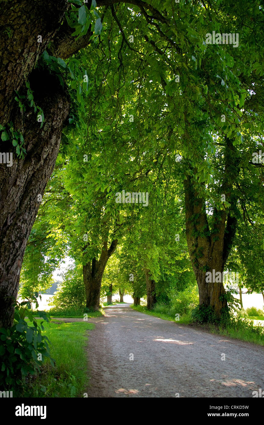 Schöne Allee von Kastanienbäumen in der Landschaft Stockfoto